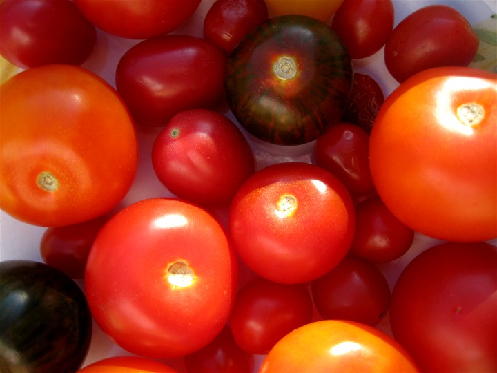Modified Tomatoes
